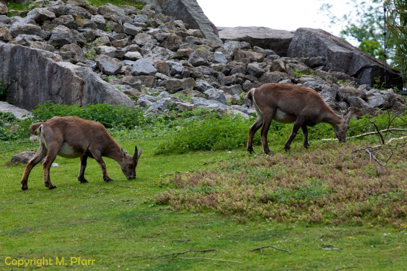 Wilhelma_03.06.2014_117.jpg