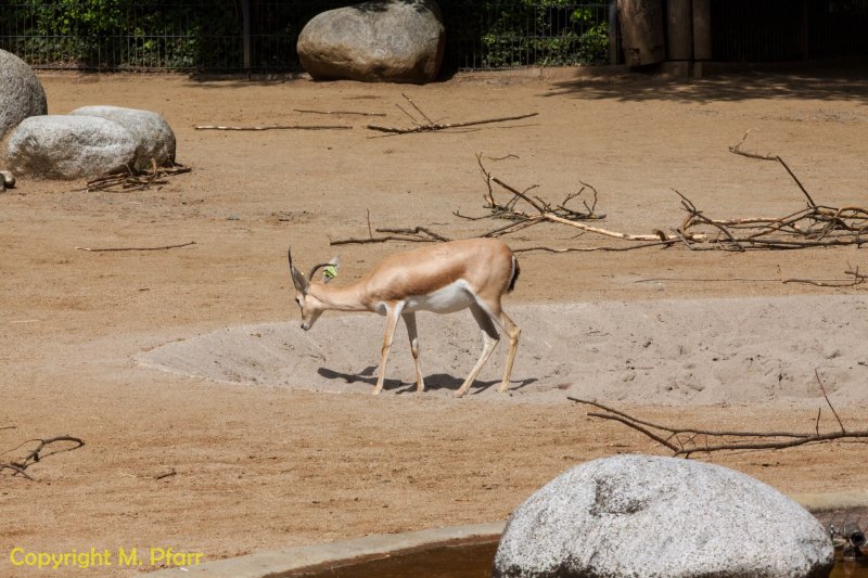 Wilhelma_03.06.2014_119.jpg