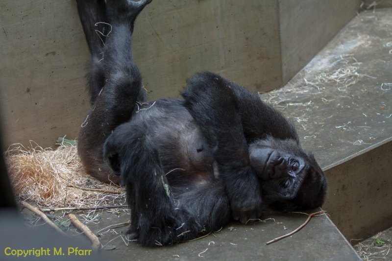 Wilhelma_03.06.2014_125.jpg