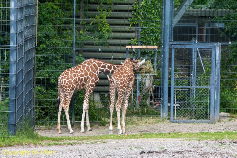 Wilhelma_03.06.2014_127.jpg