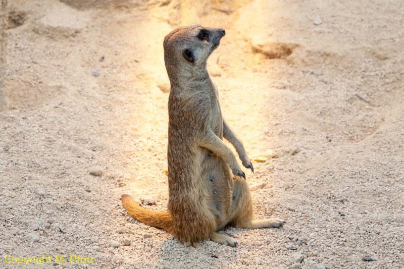 Wilhelma_03.06.2014_128.jpg