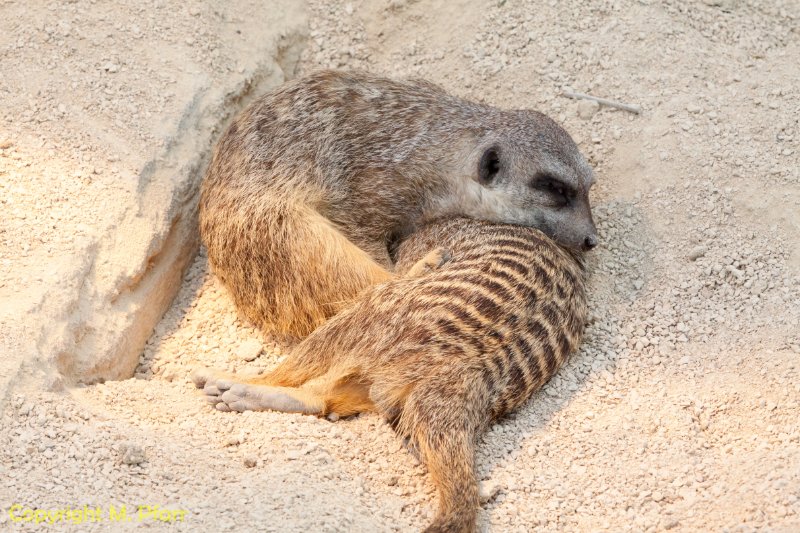 Wilhelma_03.06.2014_129.jpg