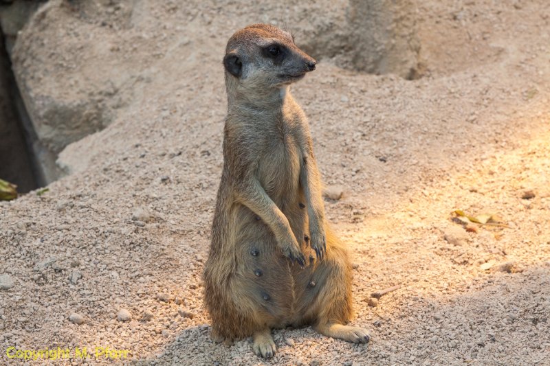 Wilhelma_03.06.2014_130.jpg