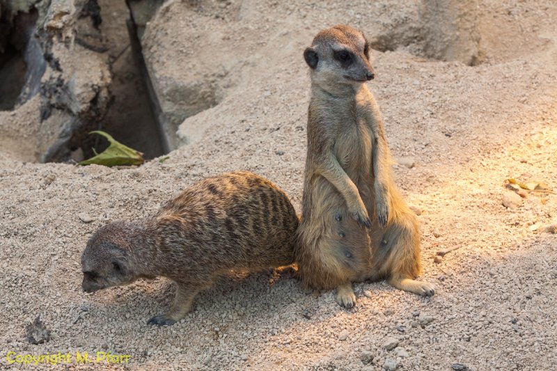Wilhelma_03.06.2014_131.jpg
