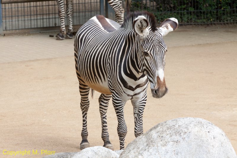 Wilhelma_03.06.2014_134.jpg