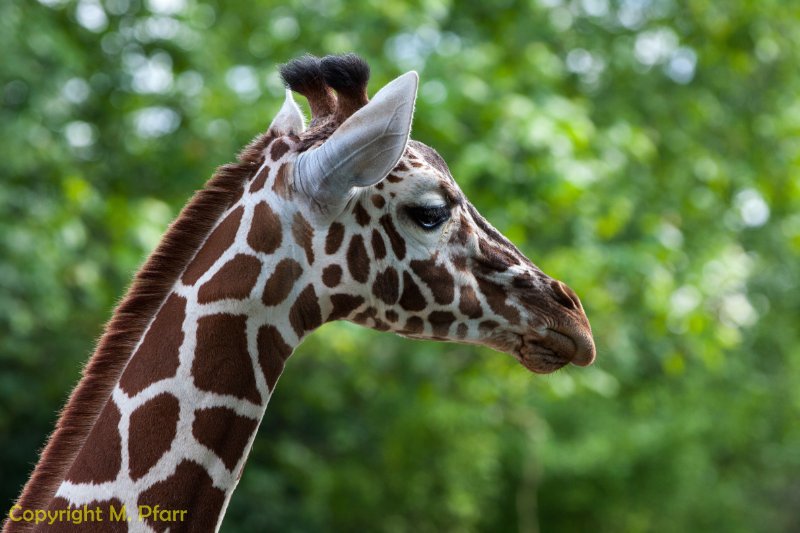 Wilhelma_03.06.2014_141.jpg