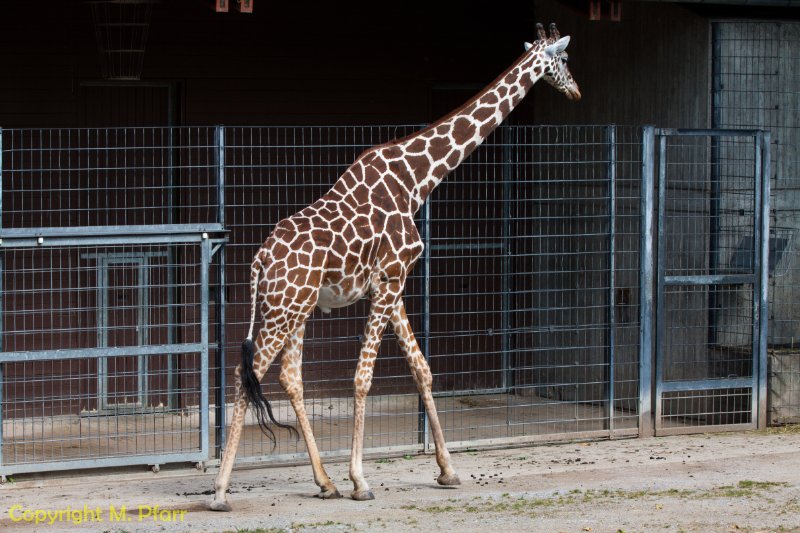 Wilhelma_03.06.2014_142.jpg