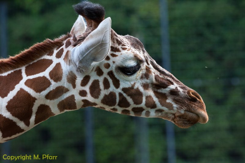 Wilhelma_03.06.2014_143.jpg