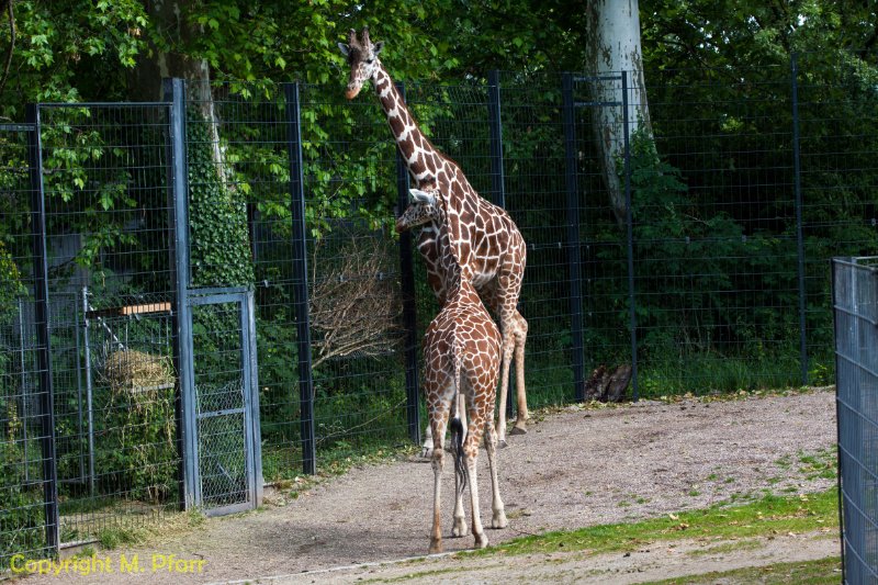 Wilhelma_03.06.2014_144.jpg