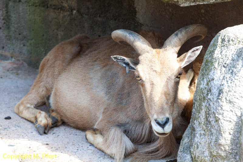Wilhelma_03.06.2014_147.jpg
