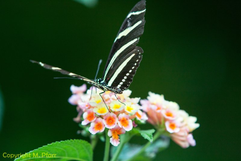 Wilhelma_03.06.2014_157.jpg