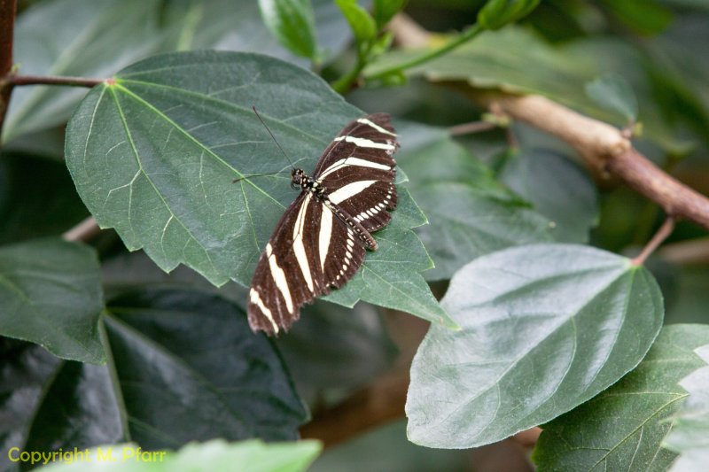 Wilhelma_03.06.2014_158.jpg