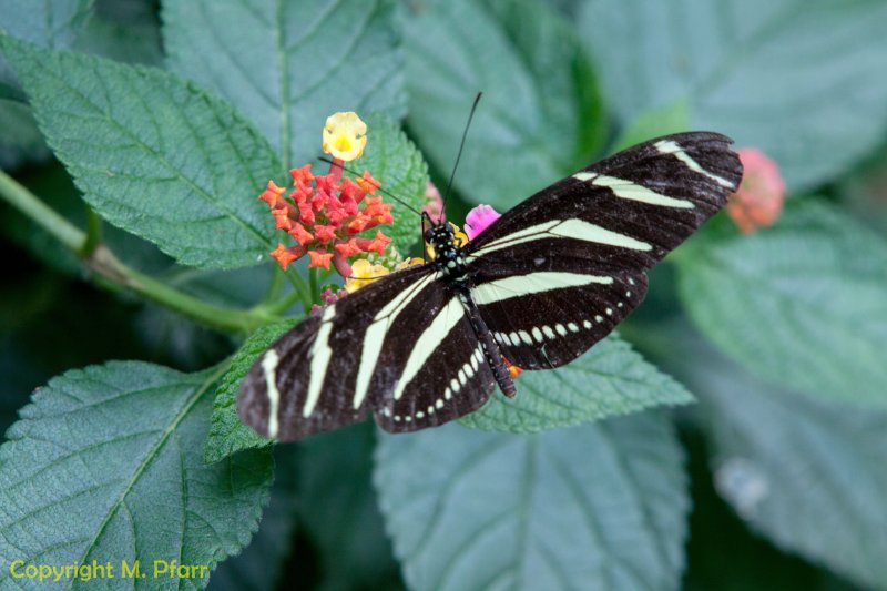 Wilhelma_03.06.2014_159.jpg