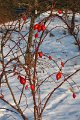 Winter 12.01.09 033