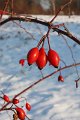 Winter 12.01.09 034