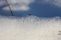 Winter 12.01.09 035