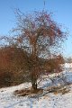 Winter 12.01.09 041