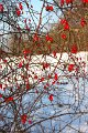 Winter 12.01.09 042
