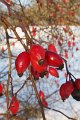 Winter 12.01.09 043