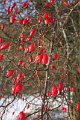 Winter 12.01.09 044