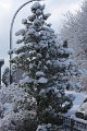 Winter 14.02.2009 006