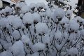 Winter 14.02.2009 010